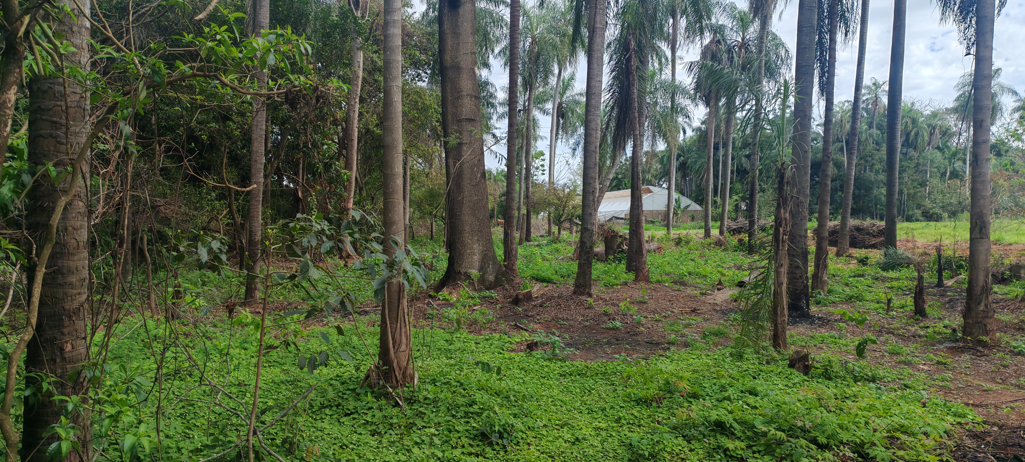 TERRENO EN VENTA – CABAÑAS, CAACUPÉ — foto 3