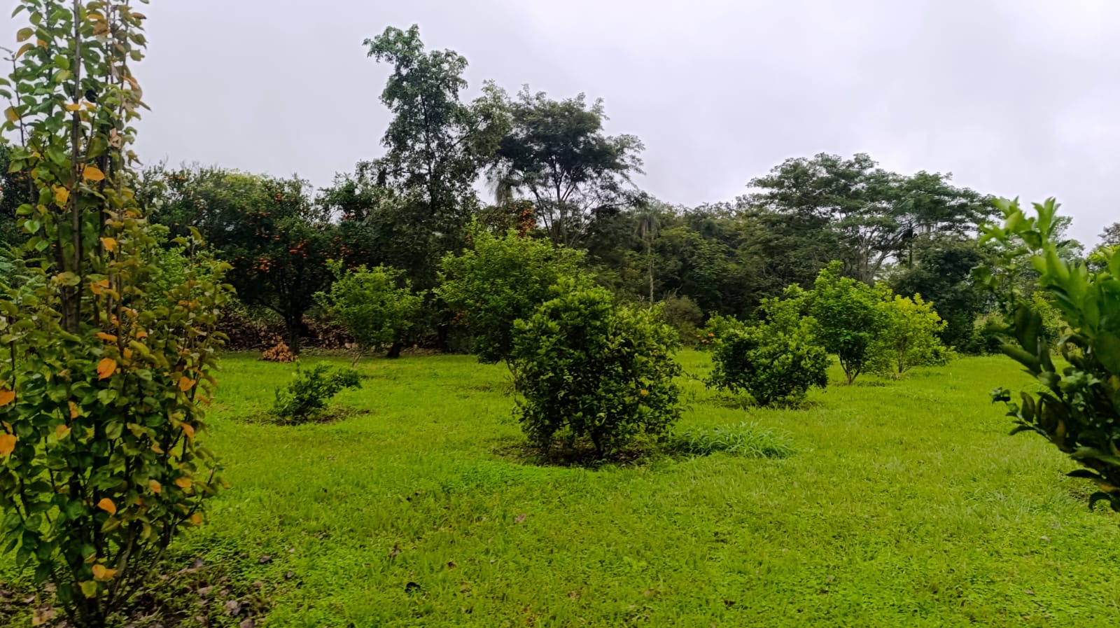 Terreno de 11 hectáreas ideal para Quinta o Granja  en Eusebio Ayala — foto 3