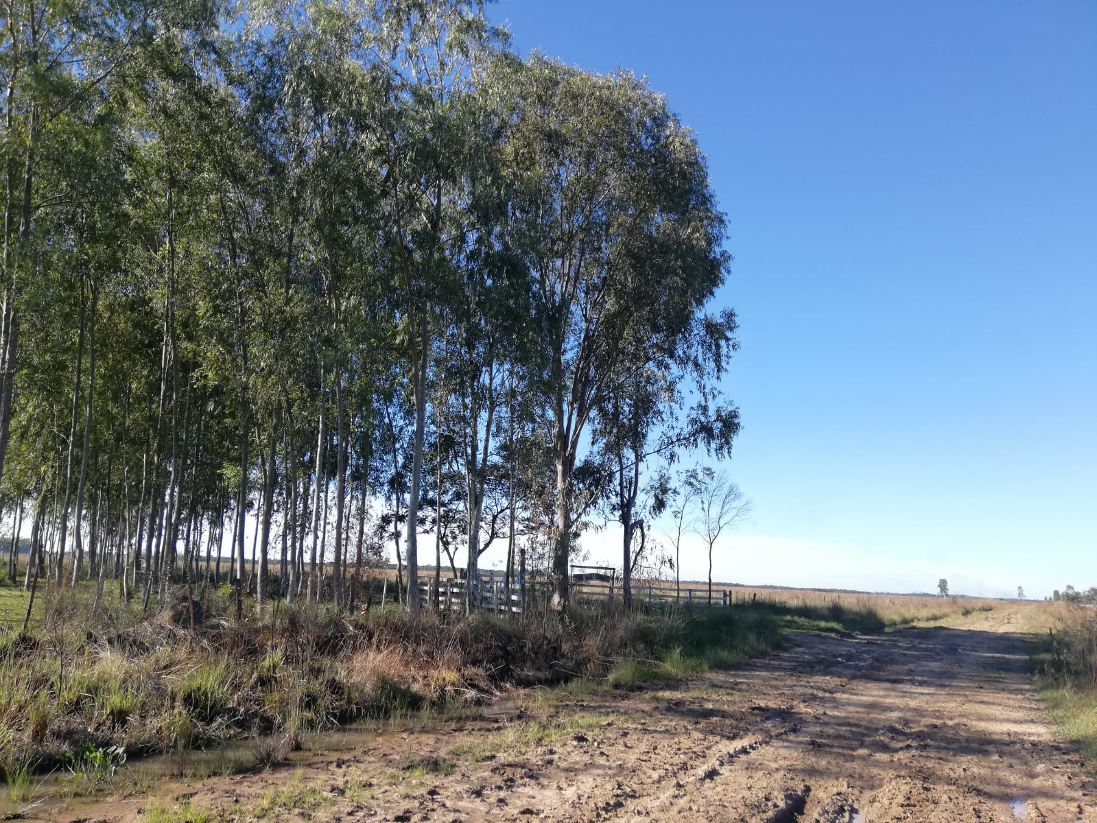 HECTAREAS EN ARROYOS Y ESTEROS — foto 2