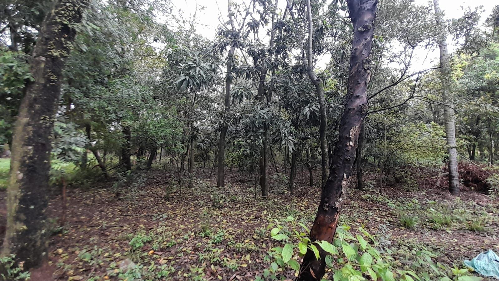 Vendo hermoso terreno arbolado en Altos de 1000 m2 — foto 3