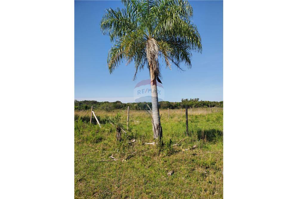 VENDO ENORME Y AMPLIO TERRENO EN SANBER A POCOS METROS DE NAUMANN — foto 3