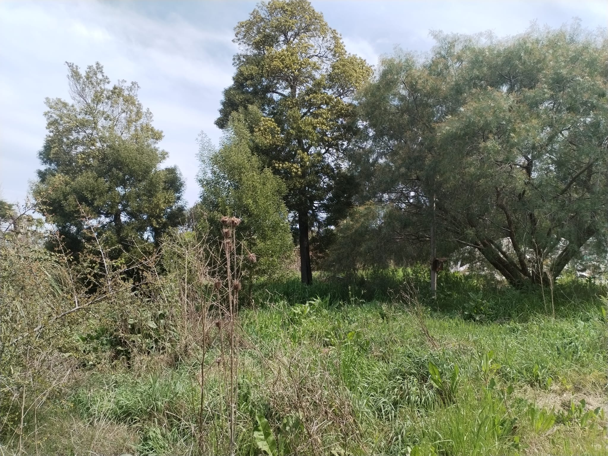 Terreno de 5.000 m2 en alquiler a metros de Car One · Foto 4