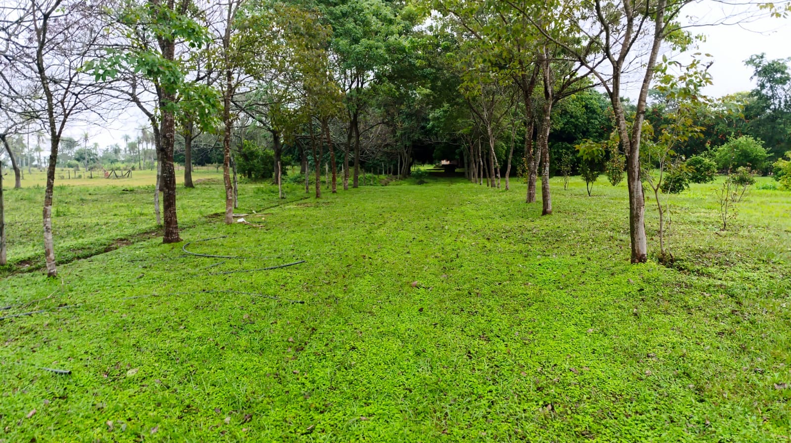 Terreno de 11 hectáreas ideal para Quinta o Granja  en Eusebio Ayala — foto 2