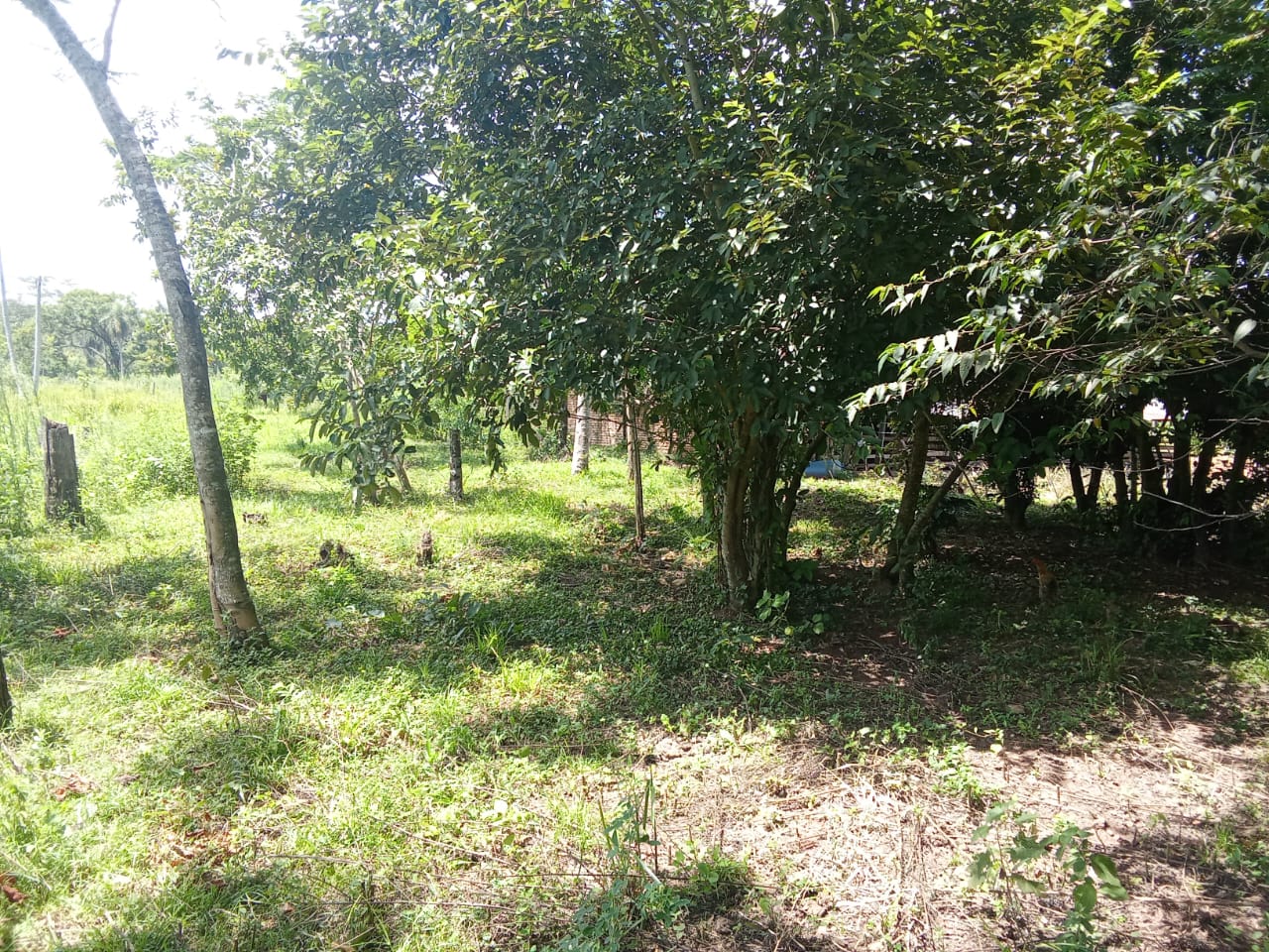 ???? VENDO HERMOSA PROPIEDAD DE 16 HECTÁREAS EN BARRERO GRANDE -EUSEBIO AYALA — foto 3