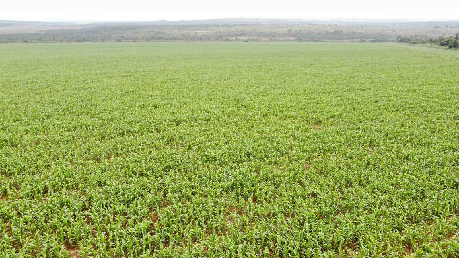 VENDO 1.001 HECTAREAS EN CURUGUATY 50 millones por Hectárea — foto 3