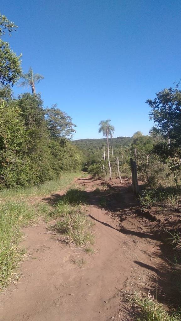 EN VENTA 8,5 HECTAREAS EN PIRIBEBUY — foto 2