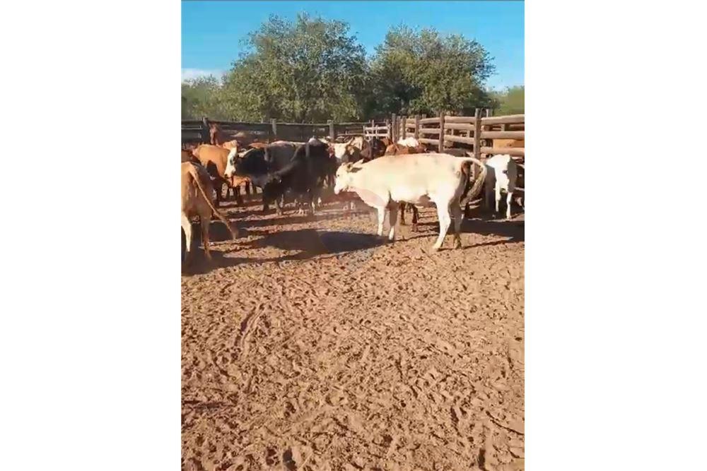 Campo en venta en Teniente Primero Manuel Irala Fernández — foto 3