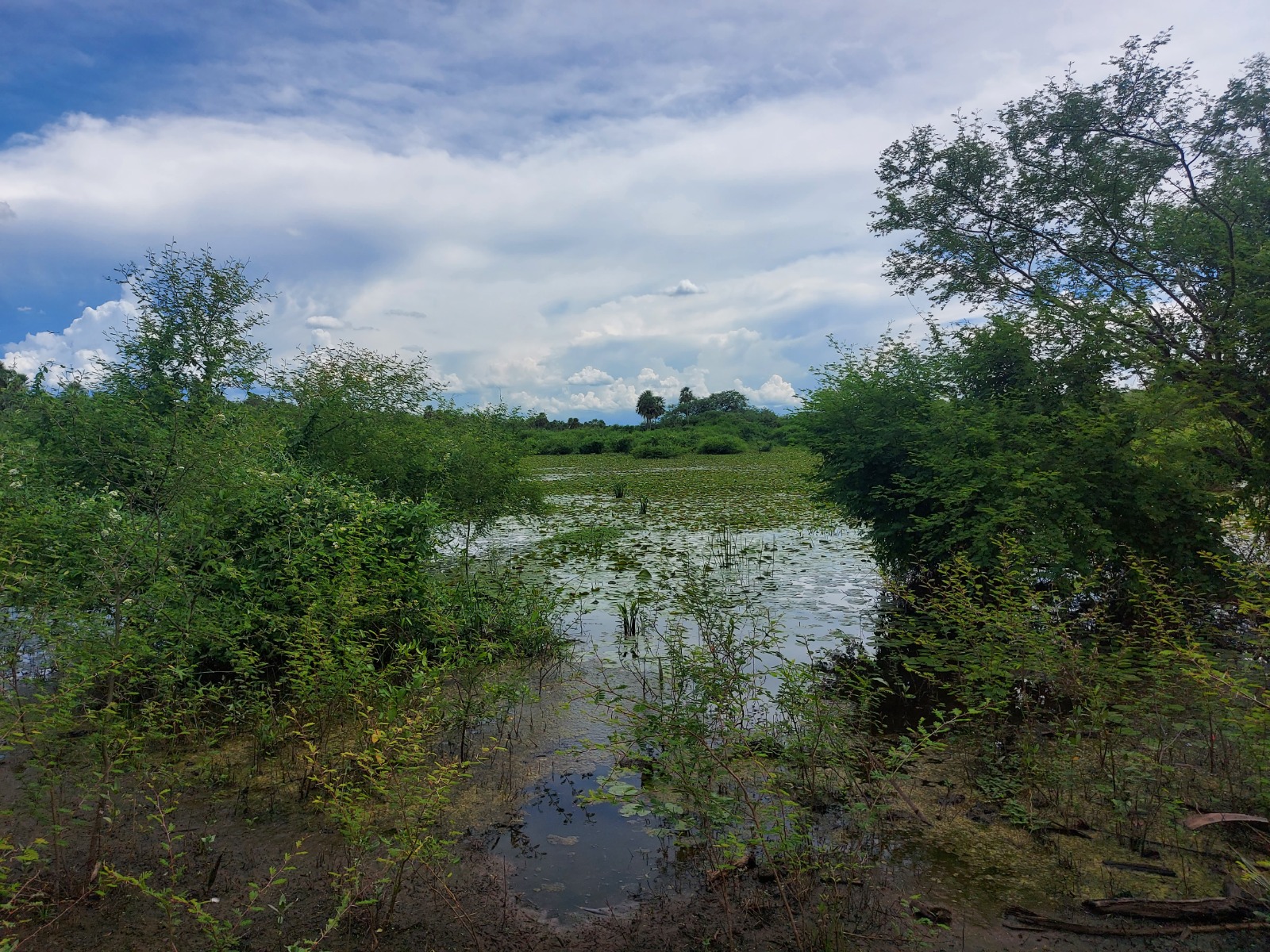 Vendo Campo De 7.500 Hectáreas En Presidente Hayes - Clcs7163622 — foto 2