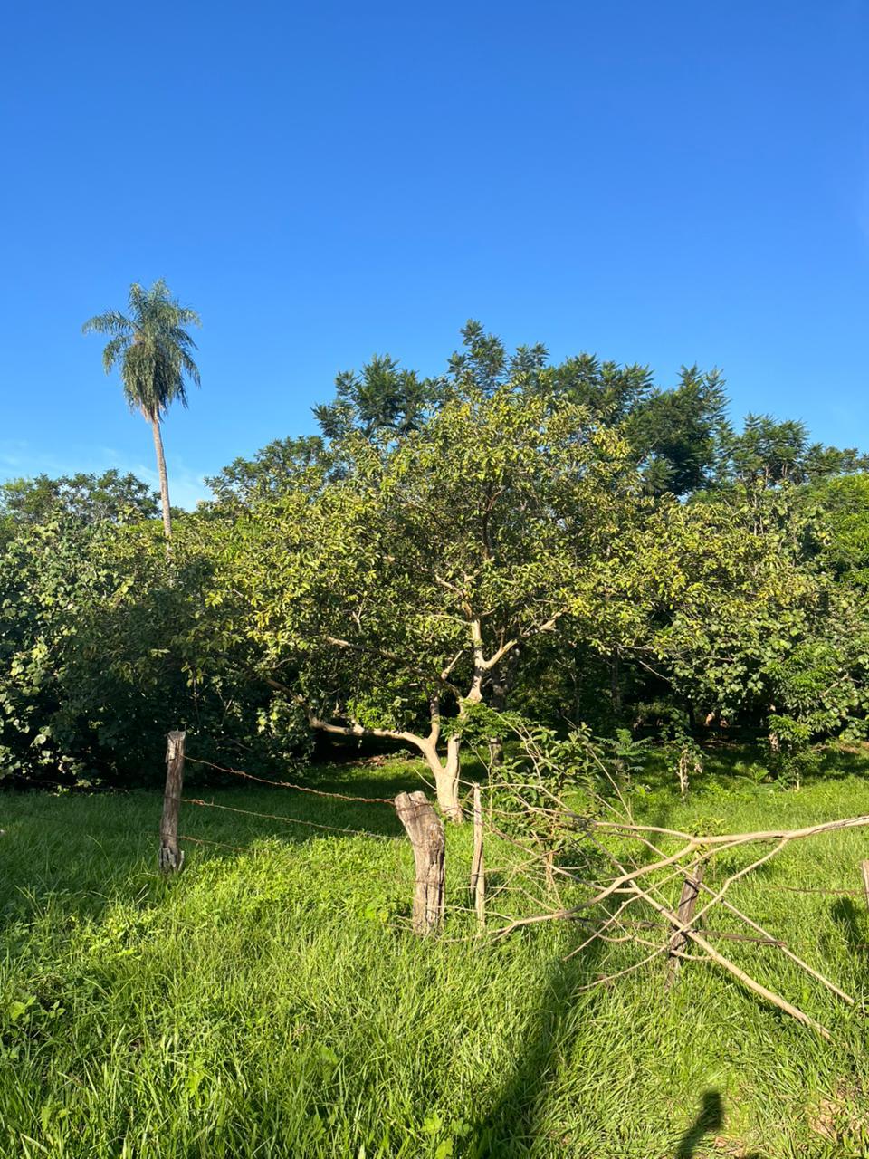 TERRENO EN VENTA CORONEL OVIEDO — foto 3