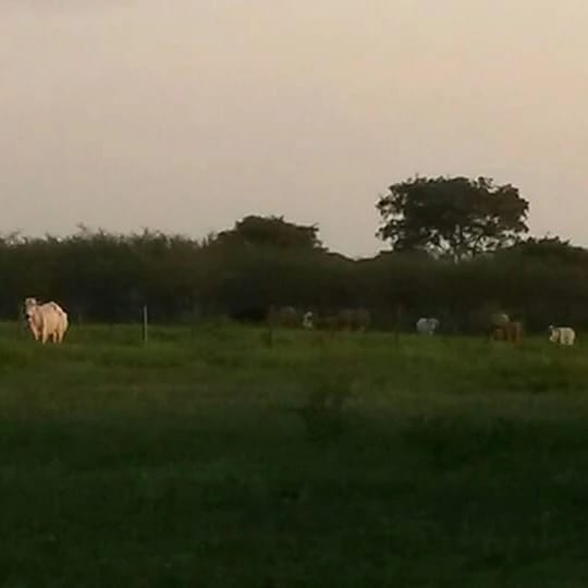 VENDO ESTSANCIA DE 84 HECTAREAS SOBRE ASFALTO EN ÑEEMBUCU — foto 3