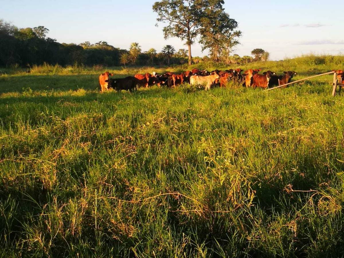 EXCELENTE OPORTUNIDAD DE INVERSION PARA EXPLOTACION GANADERA EN EL CHACO — foto 3