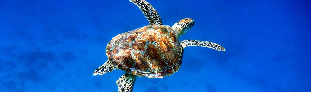 El mar llora a mares