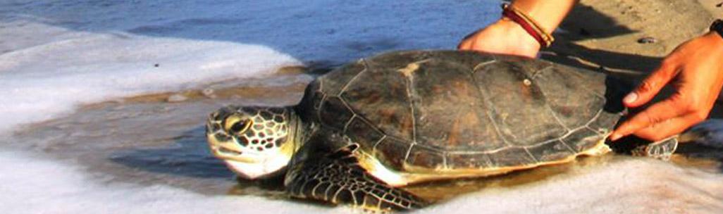 Tortugas varadas necesitan ayuda