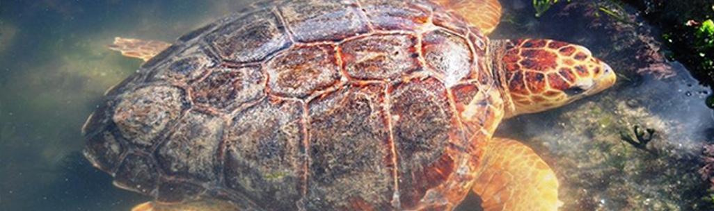 ¡Las tortugas vuelven al mar!