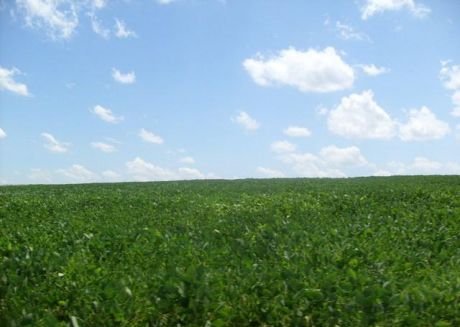 Itapua Vendo 700 Has De Terreno Agricola Ganadera Y Forestal