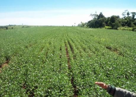 Alto Parana Terreno De 70 Has Entre Santa Rita Y Cruse Km 30