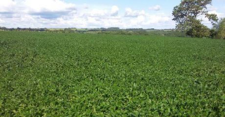 38 Ha En Pirapó - Agricola/ganadero