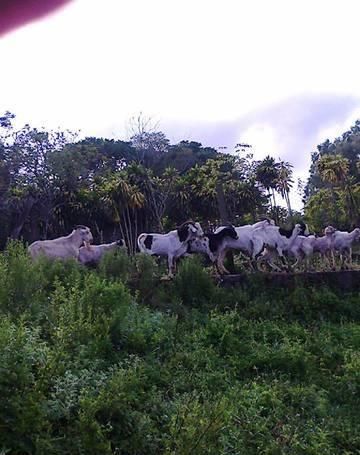Casa Quinta, Granja En Caacupe, Tres Hectáreas Y Media!!!