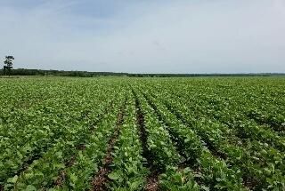 Vendo 400 Has Agrícolas Mecanizada En San Pedro En Cercanías Del Asfalto