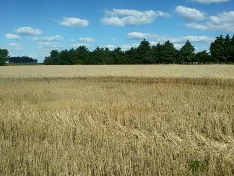 Campo / Chacra En Venta En Quebracho, Paysandú