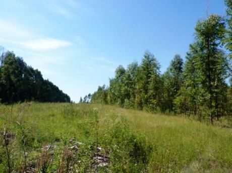 Campo / Chacra En Venta En Rivera, Rivera
