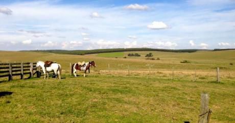 Campo / Chacra En Venta En Artigas, Artigas
