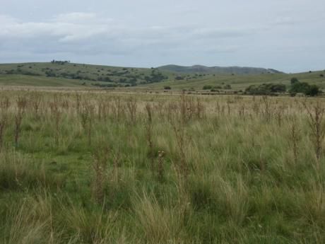 Campo / Chacra En Venta En Durazno , Durazno