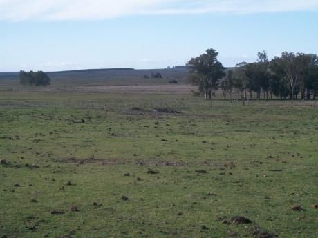 Campo / Chacra En Alquiler En Artigas, Artigas