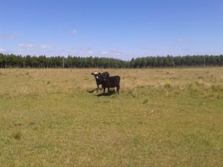 Campo / Chacra En Venta En Carmen, Durazno