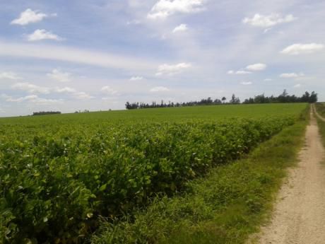 Campo / Chacra En Venta En Ismael Cortinas, Flores