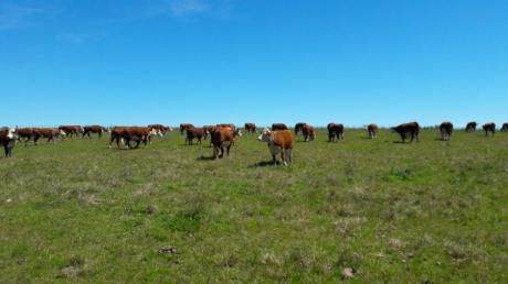 Campo / Chacra En Venta En Casupá, Florida