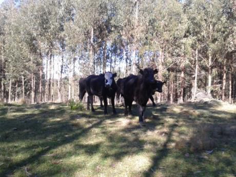 Campo / Chacra En Venta En Carmen, Durazno