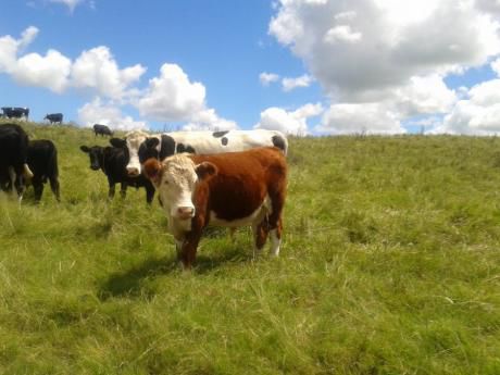 Campo / Chacra En Venta En Sarandí Del Yí, Durazno