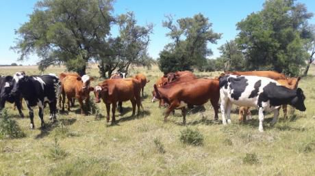 Campo / Chacra En Venta En Cerro Pelado, Lavalleja