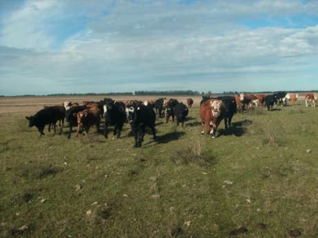 Campo / Chacra En Venta En Velázquez, Rocha