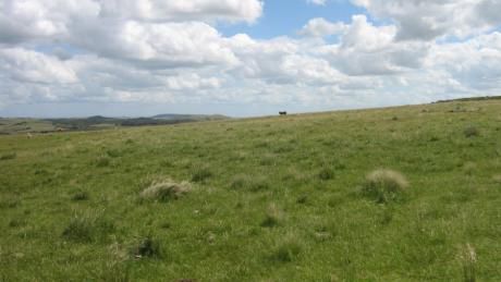 Campo / Chacra En Venta En Barriga Negra, Lavalleja