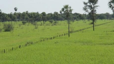 Estancia Formada En Pozo Colorado / Chaco Paraguayo- 2500 Hectáreas