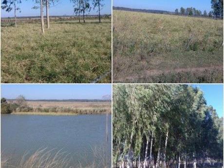 Vendo Establecimiento Ganadero De 247 Htas- Zona Santani S/ruta Asfaltada