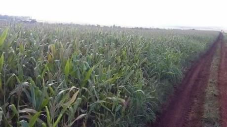 60 Hectareas Agricolas En Edelira 5.. Oferta!