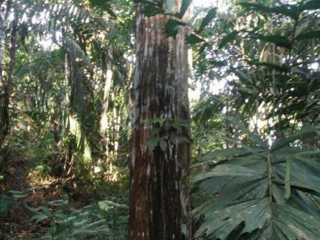 Terreno 63 Has Moralillos I Zona En Iquitos