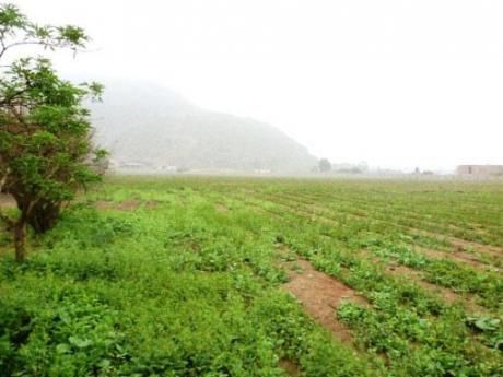Terreno Pachacamac - El Guayabo