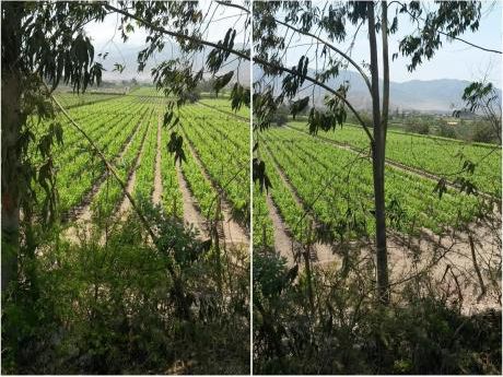 Terreno Agrícola, Cultivado Con Uvas En Azpitia