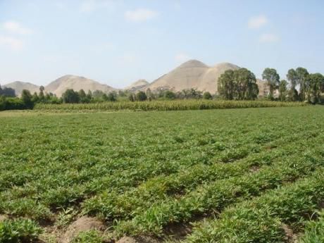 Terreno De 13 500 M2 En Pachacamac