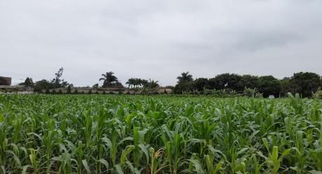 Terreno - Lurín