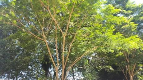 Estancia En El Chaco Paraguayo