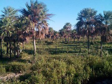 4 Hectareas En Villa Hayes