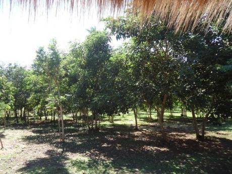 Hermosa Quinta De 5 Hectáreas En Mbatoví