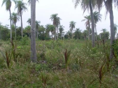 Lindo Campo De 26 Hectareas.