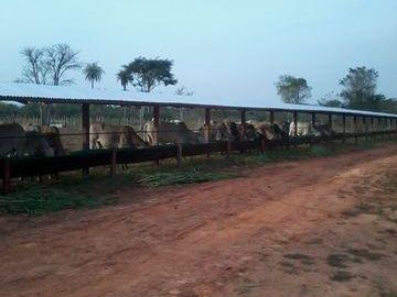 Feedlot De 50 Hectáreas A 90 Km De Asunción