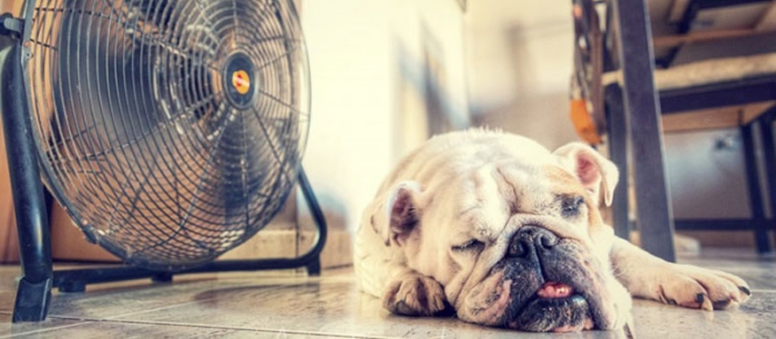 Cómo ganarle al calor este verano